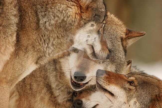 Familie Europese Wolven; Family of European Wolfs stock-image by Agami/Menno van Duijn,