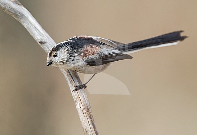 Long-tailed Tit (Aegithalos caudatus) in northern Italy stock-image by Agami/Alain Ghignone,