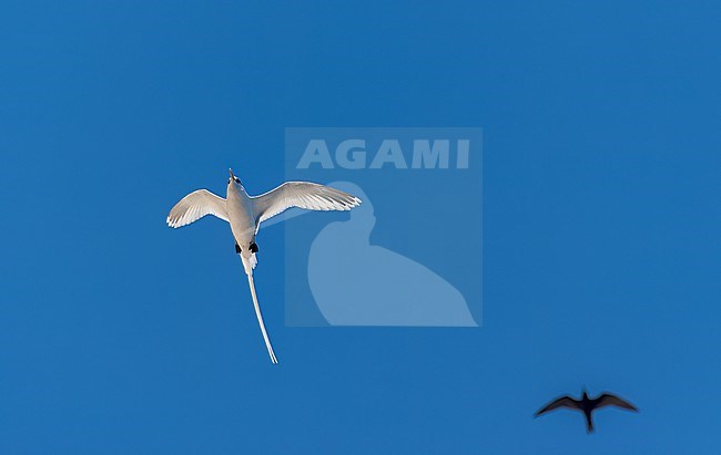 White-tailed Tropicbird, Phaethon lepturus ascensionis, Ascension Island in the south atlantic ocean. stock-image by Agami/Marc Guyt,