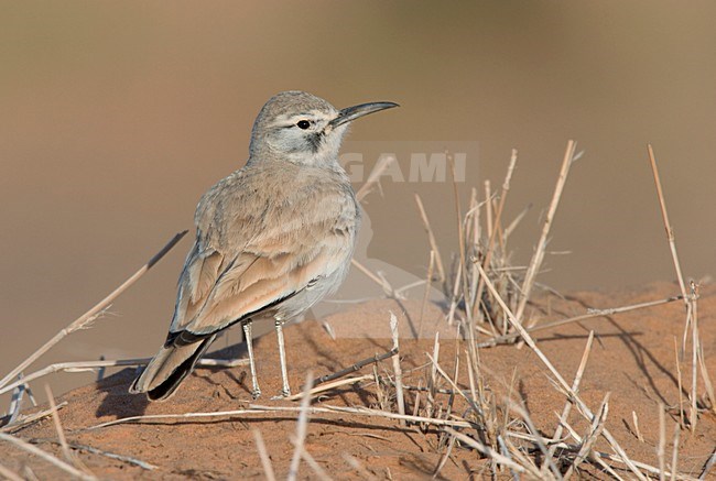 Witbandleeuwerik; Greater Hoopoe Lark stock-image by Agami/Ran Schols,