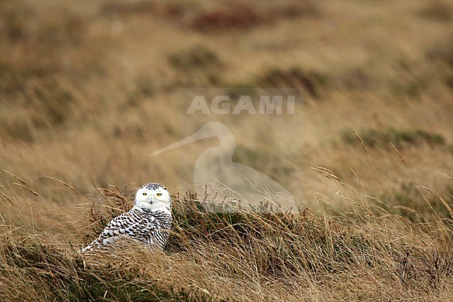 Sneeuwuil in de duinen; Snowy Owl in dunes stock-image by Agami/Chris van Rijswijk,