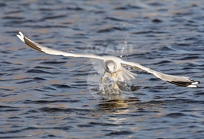 Stormmeeuw, Mew Gull stock-image by Agami/Marc Guyt,