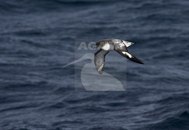 Cape Petrel flying above open ocean; Kaapse Stormvogel vliegend boven de oceaan stock-image by Agami/Marc Guyt,