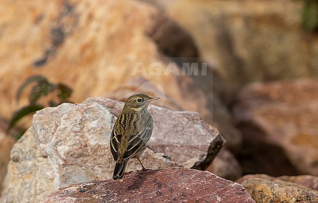 Adult Meadow Pipit (Anthus pratensis) perched on a rock during autumn migration in the Netherlands. Seen on the back. stock-image by Agami/Edwin Winkel,