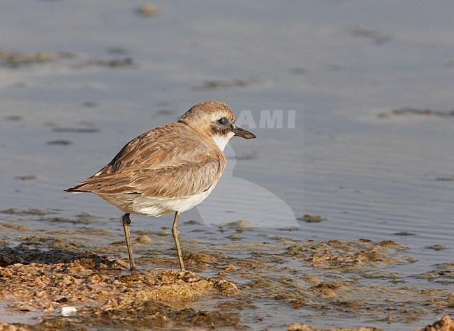 Woestijnplevier in zoutpan; Greater Sandplover in salt pan stock-image by Agami/Markus Varesvuo,