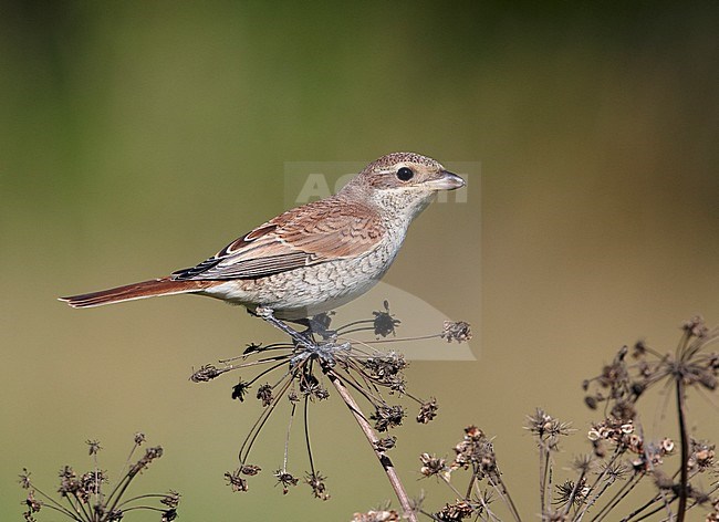 First-winter Red-backed Shrike (Lanius collurio) stock-image by Agami/Tomi Muukkonen,