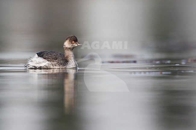 Black-necked Grebe - Schwarzhalstaucher - Podiceps nigricollis ssp. nigricollis, Germany, adult winter stock-image by Agami/Ralph Martin,