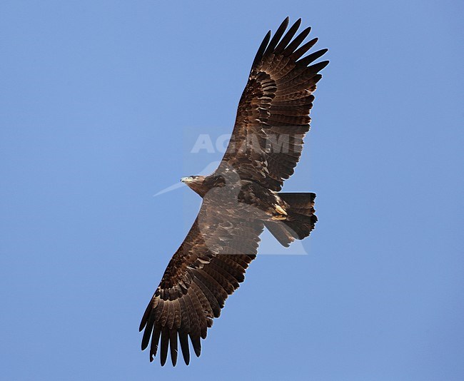 Fourth-year Steppe Eagle (Aquila nipalensis) wintering at Salalah in Oman. Bird in flight, seen from below. stock-image by Agami/Aurélien Audevard,