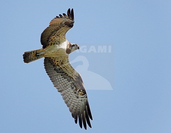 Osprey (Pandion haliaetus) flying overhead in the Ardennes in Belgium. stock-image by Agami/Ran Schols,