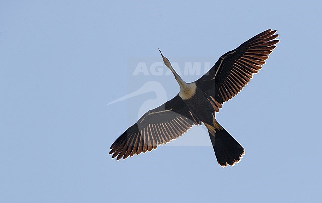 Anhinga (Anhinga anhinga),  in flight in Florida, USA stock-image by Agami/Helge Sorensen,