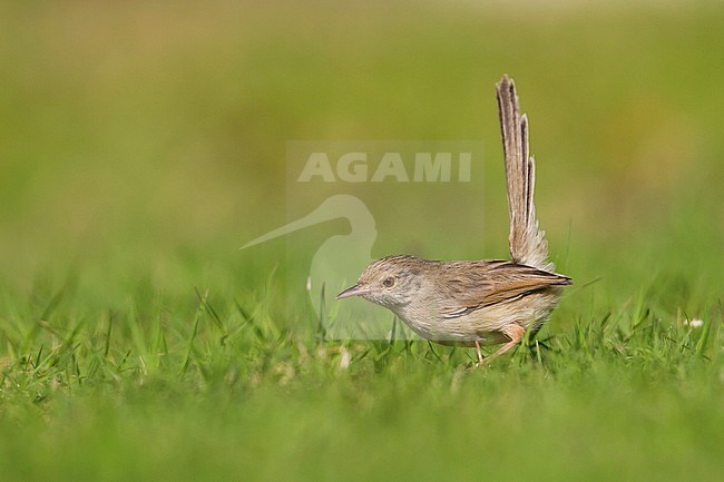 Graceful Prinia - Streifenprinie - Prinia gracilis ssp. carpenteri, northern Oman stock-image by Agami/Ralph Martin,