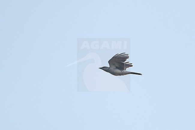 Large Cuckooshrike (Coracina macei) in flight at Kanha National Park, India stock-image by Agami/Helge Sorensen,