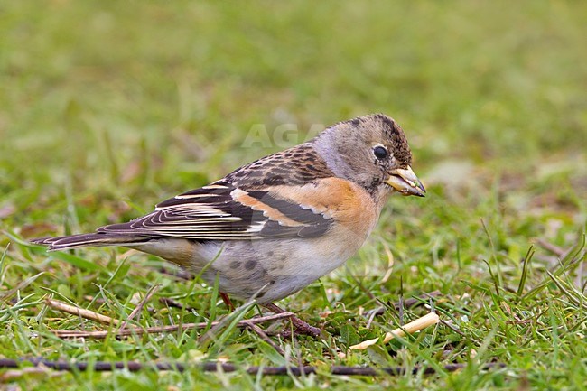 Vrouwtje Keep; Female Brambling stock-image by Agami/Daniele Occhiato,