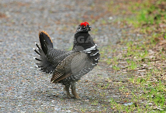 Displaying male Spruce Grouse, Falcipennis canadensis stock-image by Agami/Pete Morris,