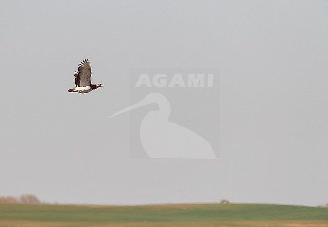 Big male Great Bustard (Otis tarda) in flight over Lagunas de Villafáfila nature reserve in Spain. stock-image by Agami/Marc Guyt,