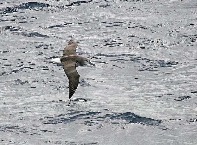 Immature Grey-headed Albatross (Thalassarche chrysostoma) in flight stock-image by Agami/Pete Morris,