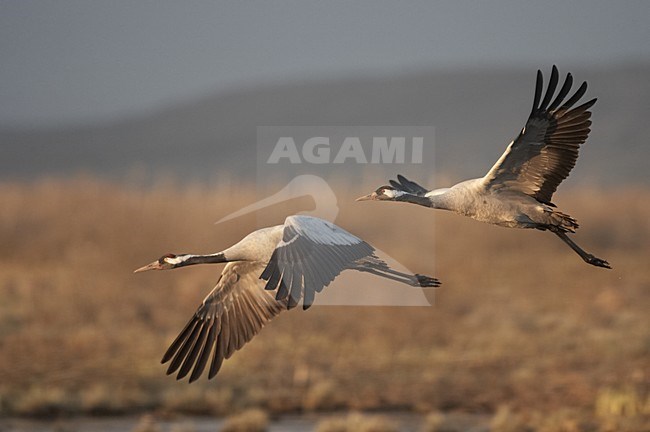 Common Crane pair flying; Kraanvogel paar vliegend stock-image by Agami/Jari Peltomäki,