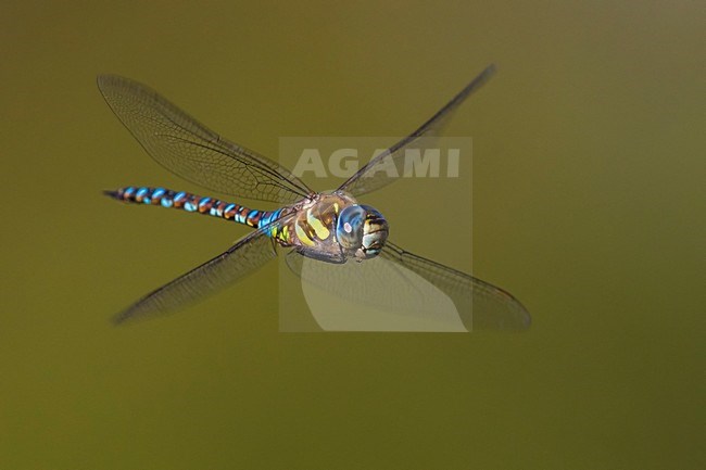 Vliegende Paardenbijter, Migrant Hawker in flight stock-image by Agami/Daniele Occhiato,