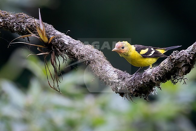Wintering Western Tanager (Piranga ludoviciana) perched on a branch in a rainforest in Guatemala. stock-image by Agami/Dubi Shapiro,