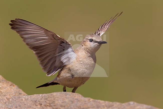 Strekkende Izabeltapuit; Stretching Isabelline Wheatear stock-image by Agami/Daniele Occhiato,