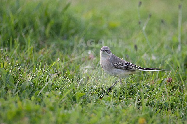 Immature Grey-headed Wagtail (Motacilla thunbergi) standing on the grassfield in Finland. stock-image by Agami/Arto Juvonen,