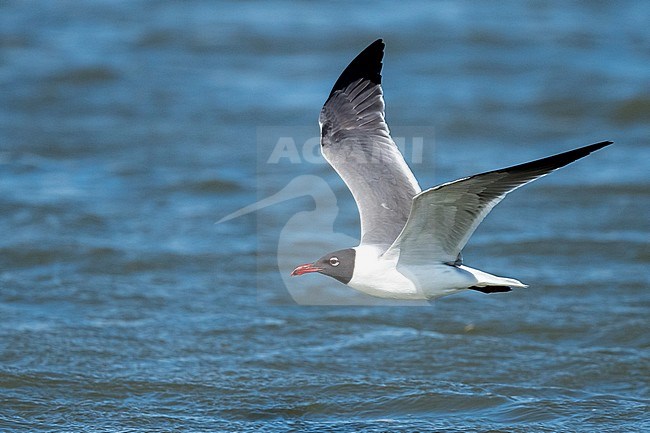 Adult in summer plumage Laughing Gull, Larus atricilla.
Galveston Co., Texas, USA stock-image by Agami/Brian E Small,