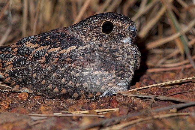 Least Nighthawk (Chordeiles pusillus) Resting on a ground in Guyana stock-image by Agami/Dubi Shapiro,