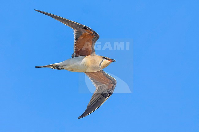 Collared Pratincole, Glareola pratincola, in Italy. stock-image by Agami/Daniele Occhiato,