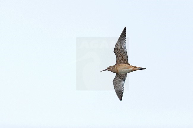 First-winter Little Whimbrel (Numenius minutus) flying overhead during autumn migration in Mongolia. stock-image by Agami/Mathias Putze,