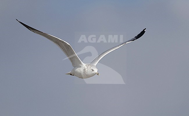 Adult Ring-billed Gull (Leucophaeus atricilla) in winter plumage flying over the sea at Stone Harbor, New Jersey, USA. Flying towards you. stock-image by Agami/Helge Sorensen,