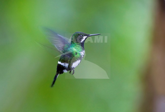 Groene Draadkolibrie in de vlucht; Green Thorntail in flight stock-image by Agami/Marc Guyt,