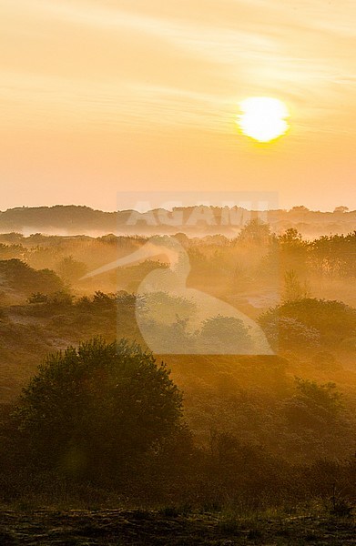 Landscape dunes of Berkheide at dawn in Katwijk, Netherlands. Nature image from Holland. stock-image by Agami/Menno van Duijn,