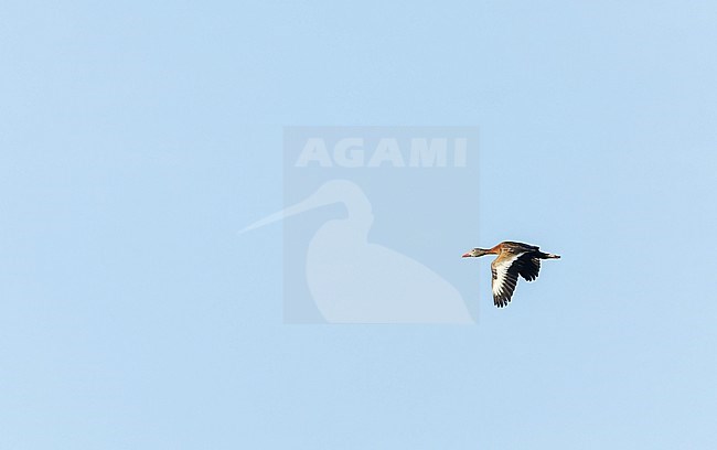 Autumn plumaged Black-bellied Whistling Duck (Dendrocygna autumnalis) on Bermuda. stock-image by Agami/Marc Guyt,