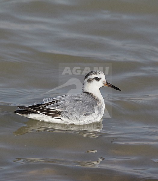 Grey Phalarope (Phalaropus fulicarius) during late autumn migration in Israel. Swimming in salt pond at KM20 near Eilat. stock-image by Agami/Tomi Muukkonen,