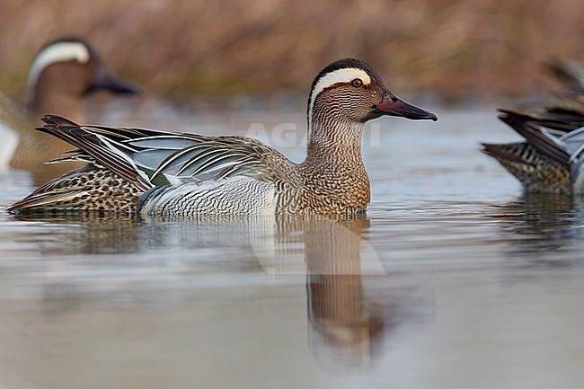  stock-image by Agami/Saverio Gatto,