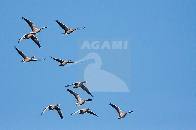 Greylag Goose - Graugans - Anser anser ssp. anser, Germany stock-image by Agami/Ralph Martin,