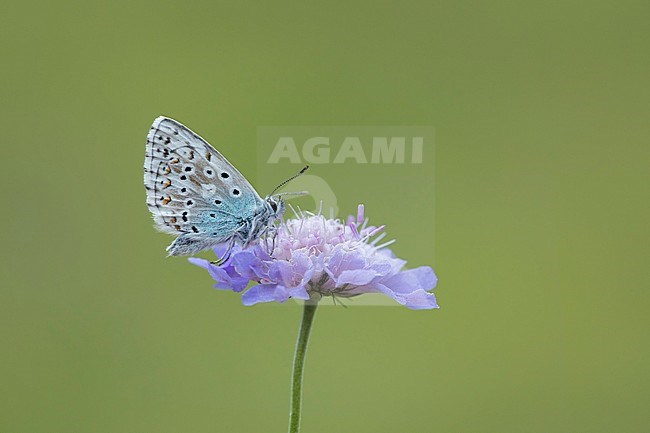 Bleek blauwtje, Chalk-hill Blue, stock-image by Agami/Walter Soestbergen,