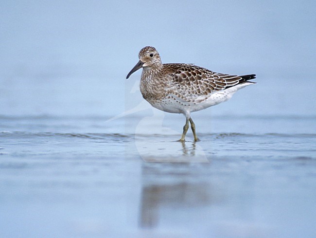 Juvenile Great Knot (Calidris tenuirostris) standing on a mudflat in Japan in September.  stock-image by Agami/Mike Danzenbaker,