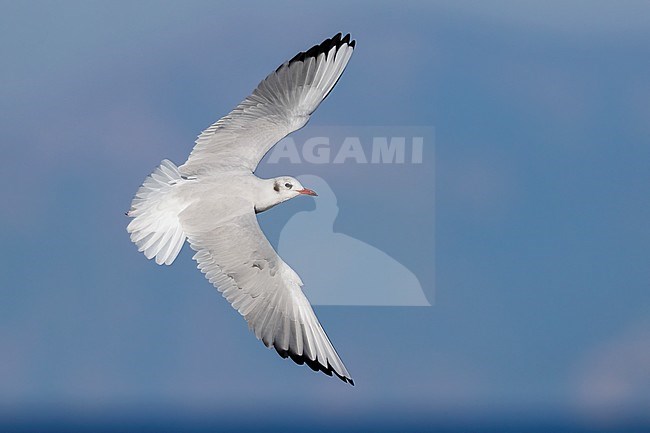 Black-headed Gull (Chroicocephalus ridibundus), adult in winter plumage in flight showing upperparts, Campania, Italy stock-image by Agami/Saverio Gatto,