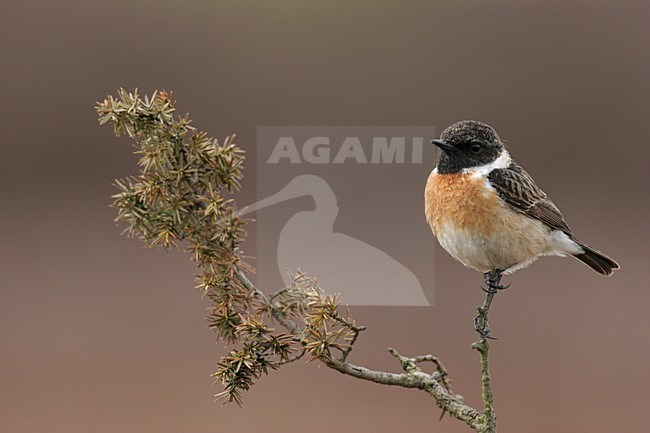 European Stonechat male perched; Roodborsttapuit man zittend stock-image by Agami/Chris van Rijswijk,