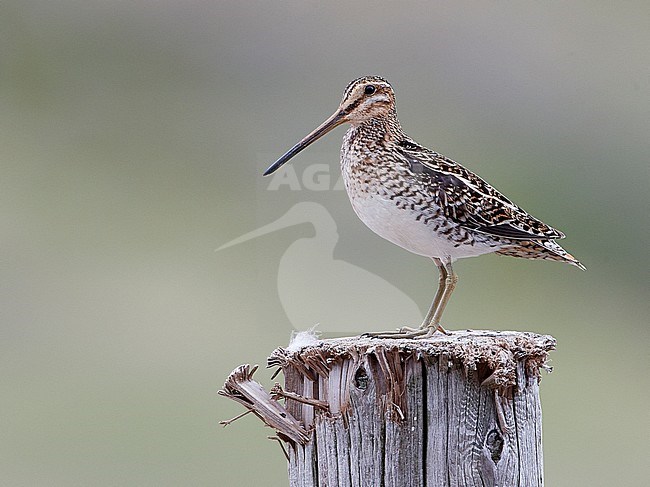 Adult Common Snipe (Gallinago gallinago) perched on a wooden pole on Iceland. stock-image by Agami/Markus Varesvuo,