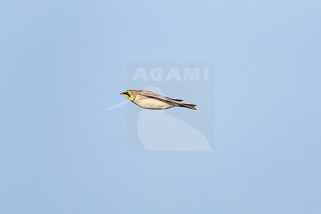 Horned Lark or Shore Lark (Eremophila alpestris, ssp. alpestris) in flight from side with closed wings stock-image by Agami/Mathias Putze,