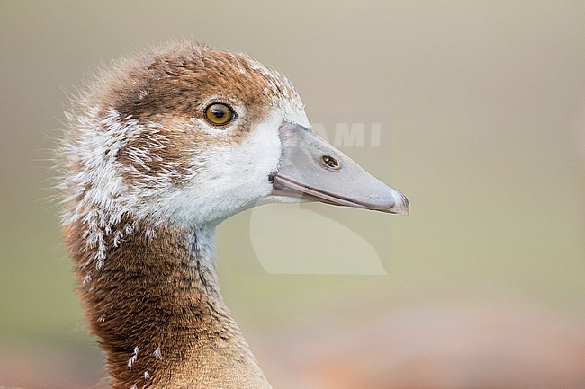 Close-up of a goosling Egyptian Goose, Alopochen aegyptiaca, in Germany. stock-image by Agami/Ralph Martin,
