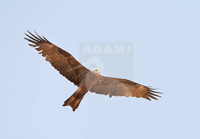 Zwarte Wouw volwassen op doortrek;Zwarte Wouw, Black Kite, Milvus migrans stock-image by Agami/Marc Guyt,