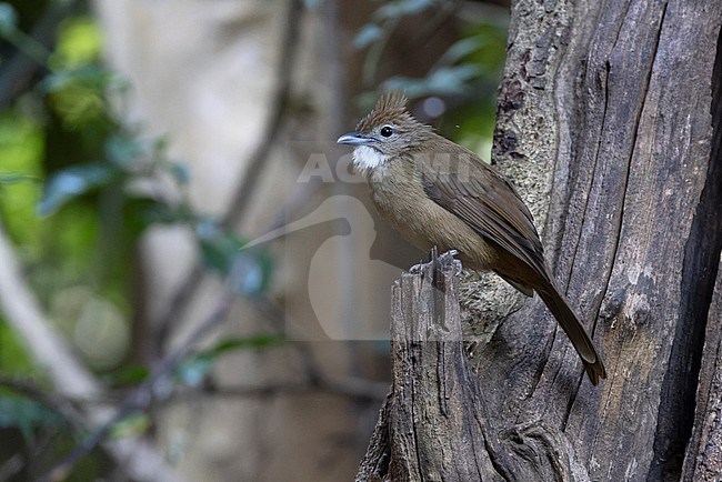 Ochraceous bulbul (Alophoixus ochraceus) at Kaeng Krachan NP, Thailand stock-image by Agami/David Monticelli,