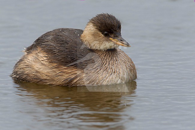 Dodaars, Little Grebe; stock-image by Agami/Daniele Occhiato,