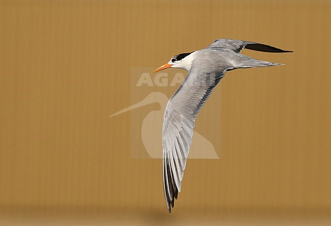 Lesser Crested Tern (Sterna bengalensis)  in Oman. stock-image by Agami/Laurens Steijn,