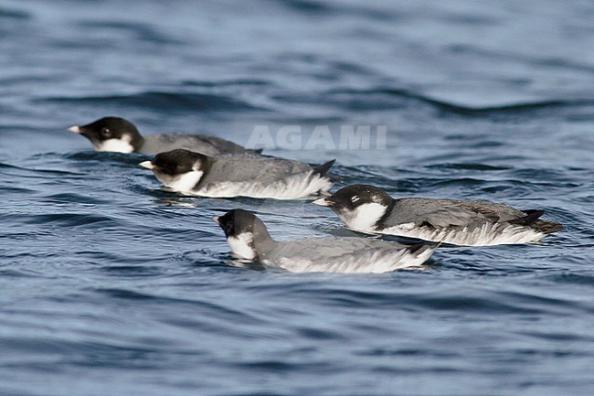 Ancient Murrelet (Synthliboramphus antiquus) swimming on the ocean near Victoria, BC, Canada. stock-image by Agami/Glenn Bartley,