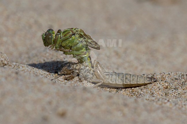 Uitsluipende Rivierrombout; Emerging Yellow-legged Clubtail stock-image by Agami/Arie Ouwerkerk,