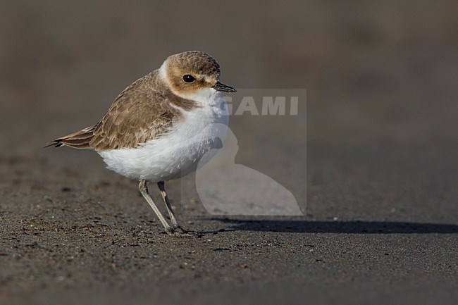 Strandplevier staand op het strand; Kentish Plover standing on the beach stock-image by Agami/Daniele Occhiato,